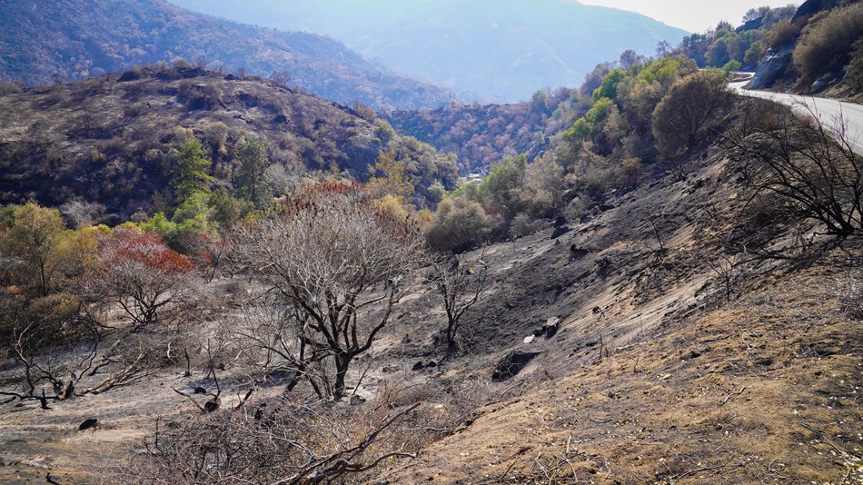 Charred vegetation and blackened leafless shrubs are found along a mountain roadway.