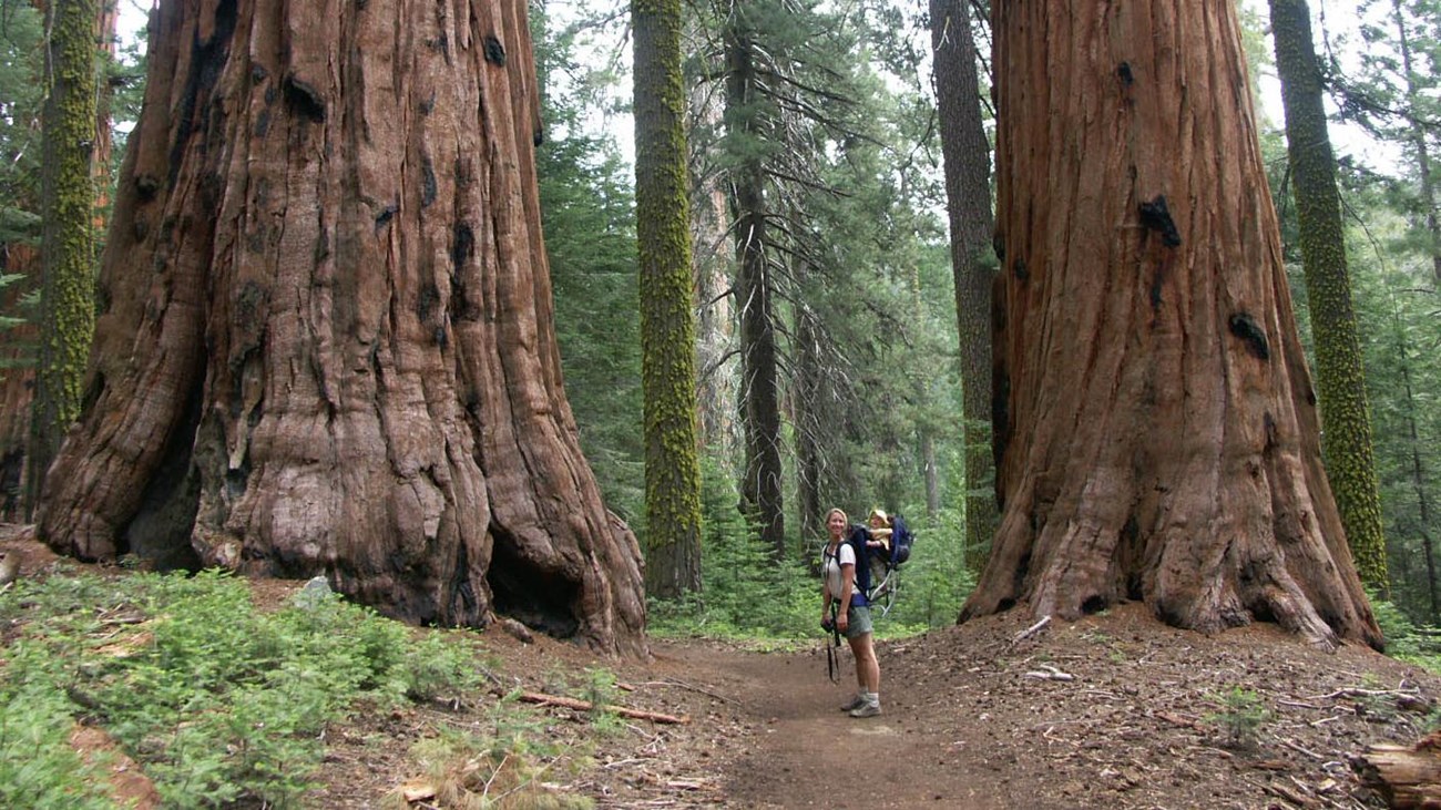 Two hikers below giant sequoias