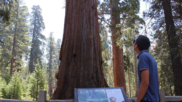 A man gazes up at a giant sequoia tree.