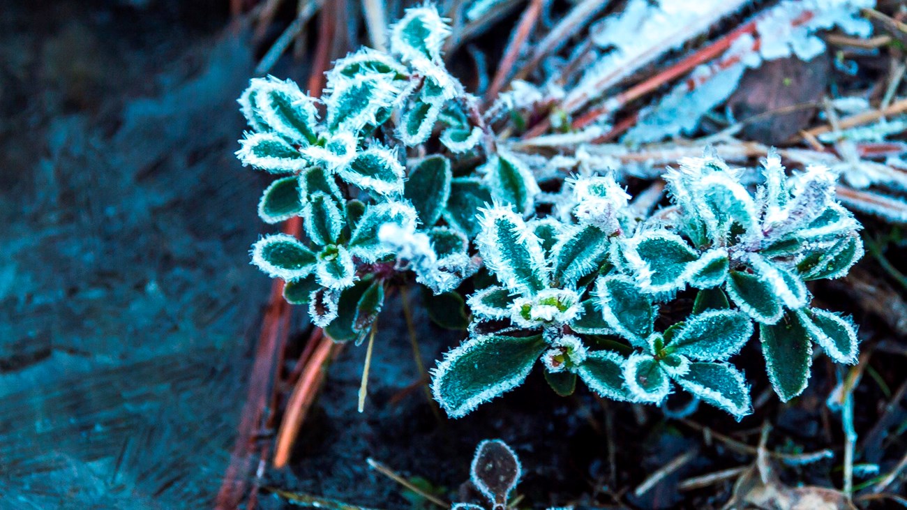 Small plants with leaves covered in frost crystals hang above the frozen surface of a small pool