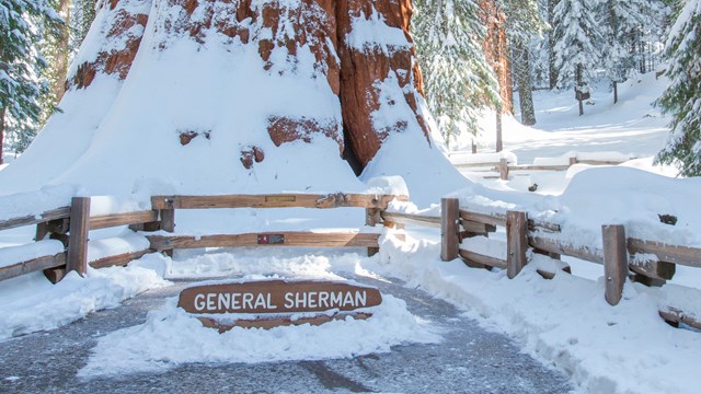 A sign saying "General Sherman," a split rail fence and a large sequoia trunk. Snow is all around.