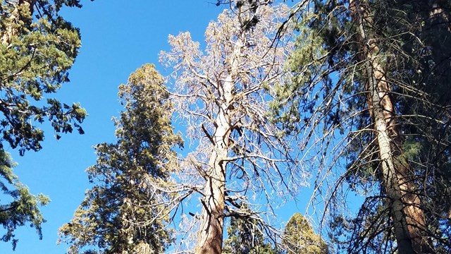 View looking upward at the brown foliage of a dead giant sequoia.