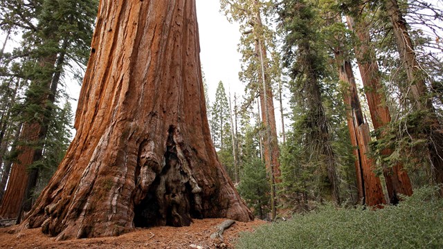 A fire scar at the base of a large giant sequoia is surrounded by other sequoia trees.
