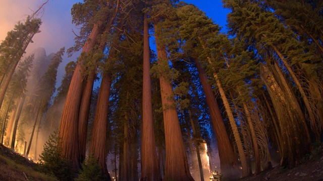 Fire burns in ground vegetation below towering giant sequoia trees.