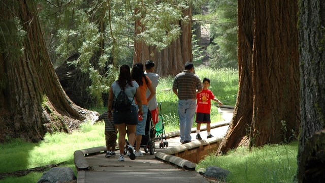 A family group with young children and a stroller travel down a paved path lined with sequoias.