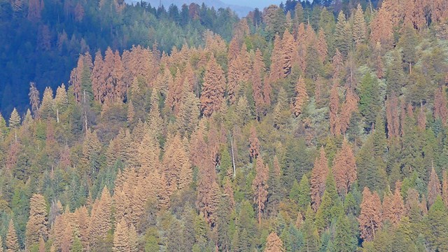 Slope with a mix of green conifers and many brown drought-killed trees. 