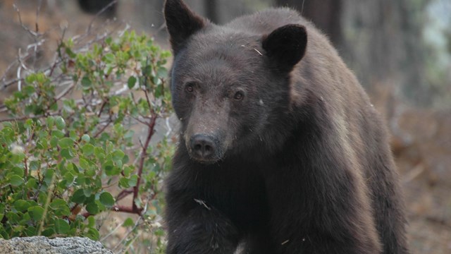 A black bear steps across a rock alongside a manzanita bush.