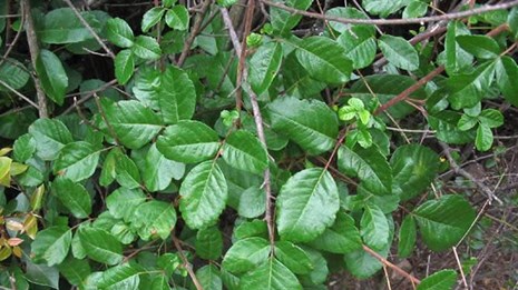 Poison oak bush