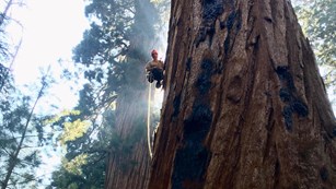 A person in a harness scales a tall tree and is backlight by the sun.
