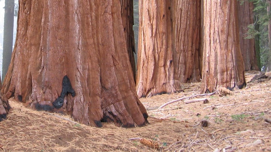 Several wide, brown-red sequoia tree trunks rise from a forest floor sprinkled with brown needles