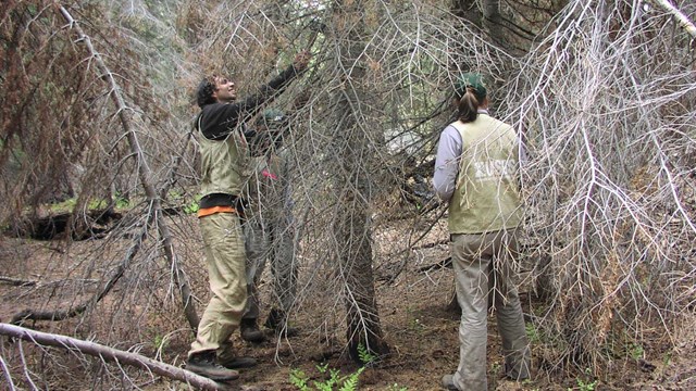 USGS field biologists collect forest demography data.