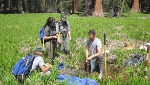 Field biologists collect data to characterize park wetlands.