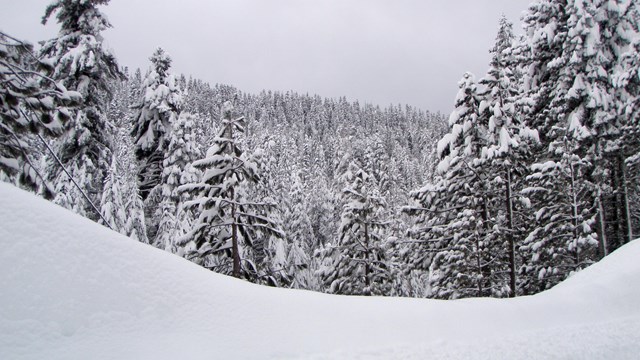 Three people stand outside in a light snowfall with their mouths open catching snowflakes.