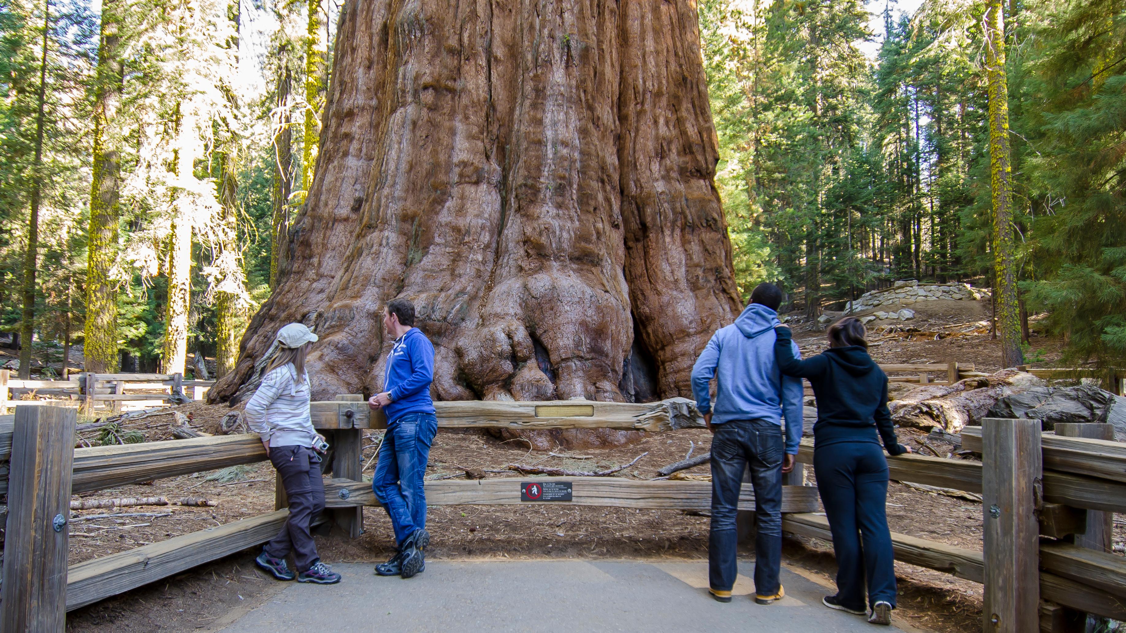 Four visitors stand at  wooden fence viewing the General Sherman Tree.
