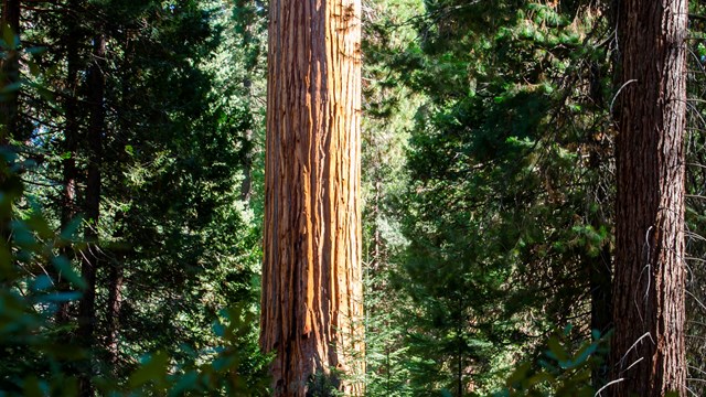 Red/brown trunk of a large giant sequoia stands out amidst the green foliage of smaller trees. 