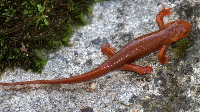A bright orange California newt sits on a granite rock.