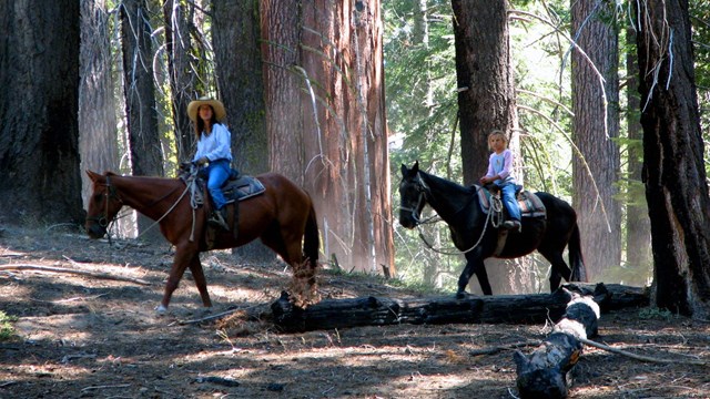 A woman and girl ride horses through the forest