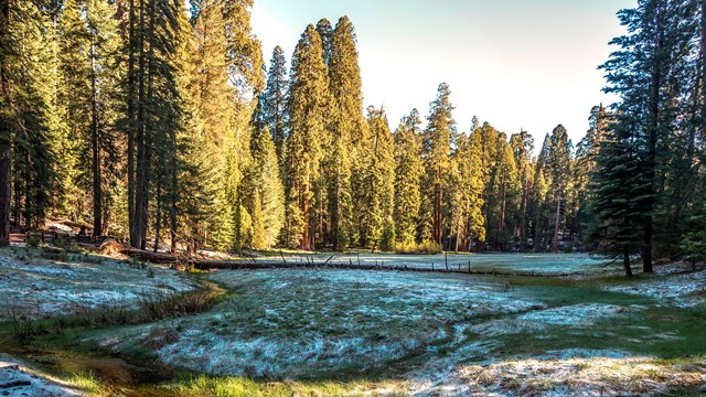A meadow with light snow coverage and green grass beginning to grow. Photo by Alison Taggart-Barone.