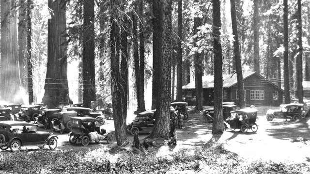 Early cars parked in the forest