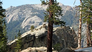 A pine tree in a rocky landscape