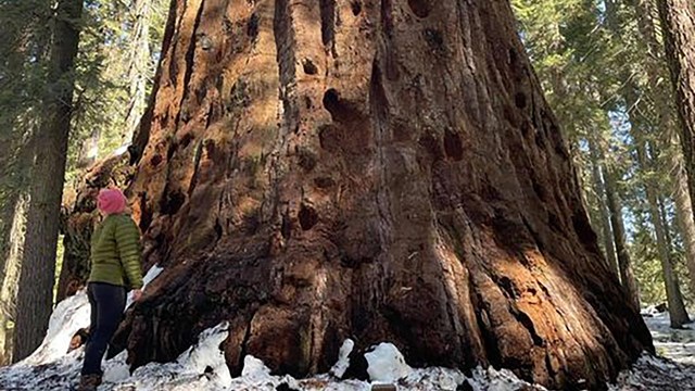 A person stands at the base of a tall tree a wooden sign says, "Clara Barton Tree.""