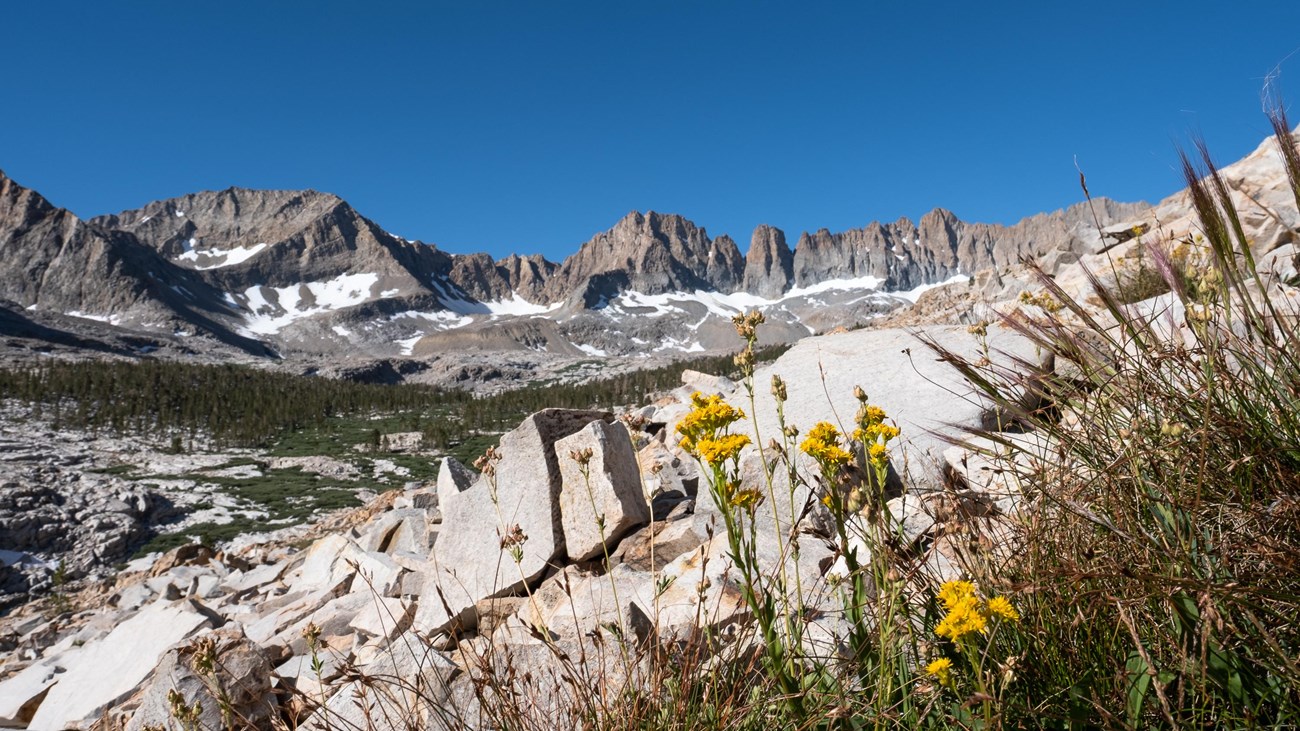 View of yellow wildflowers, rugged terrain, and peaks in the background with lingering snow.