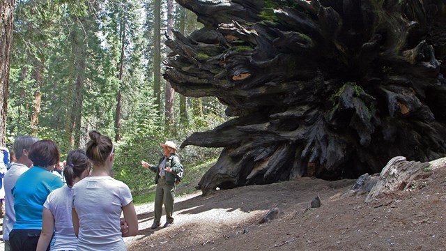 A ranger talks with park visitors near the roots of a fallen sequoia tree