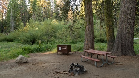 A picnic table, fire ring, and metal food-storage box in a forest