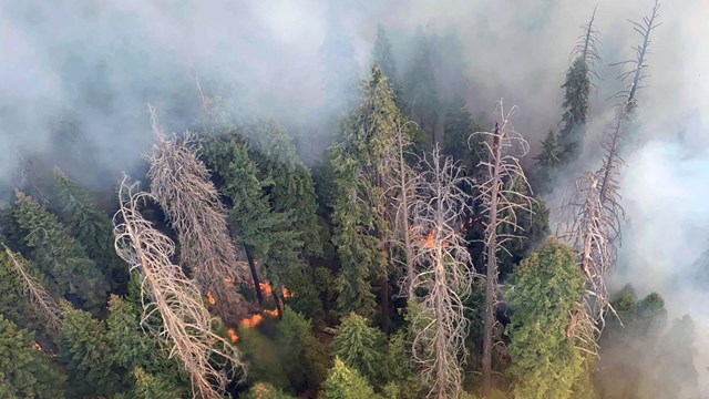 Smoke from fire rises above live and dead pines, while flames smolder in the forest.