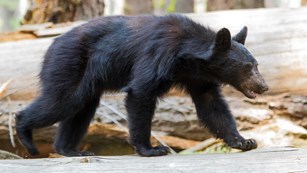 A black bear walks along a log. Photo by Donald Quintana.