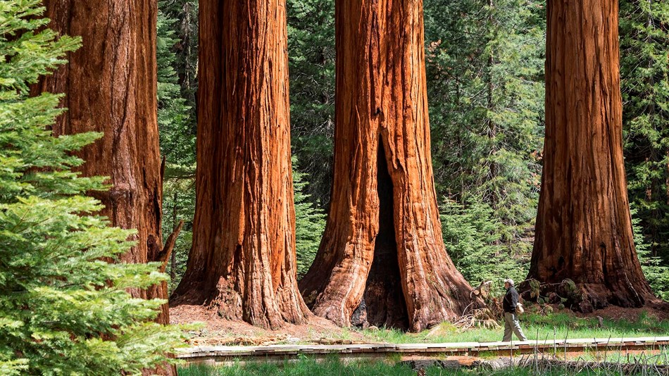 Take a walk in Sequoia National Park, a surprising forest