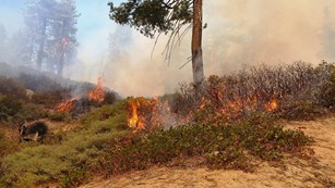 A prescribed burn in Kings Canyon National Park