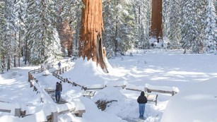 People walk along snowy paths in a sequoia grove. Photo by Kirke Wrench.