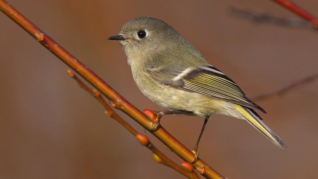 Ruby-crowned kinglet