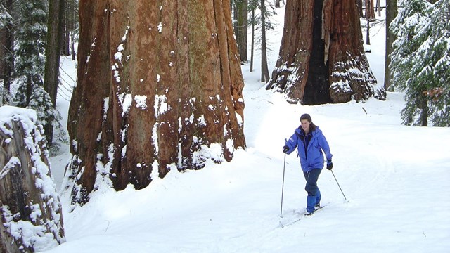 A woman skis near giant sequoias.