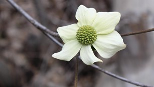 A showy white flower with a green center