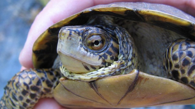 Western pond turtle. Photo by Erik Meyer.