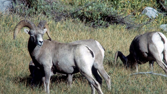 Sierra Nevada bighorn sheep rams. Photo by David Graber.