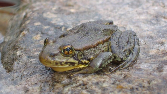 Mountain yellow-legged frog