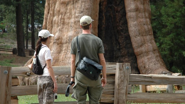 People stand near a sequoia with filming equipment