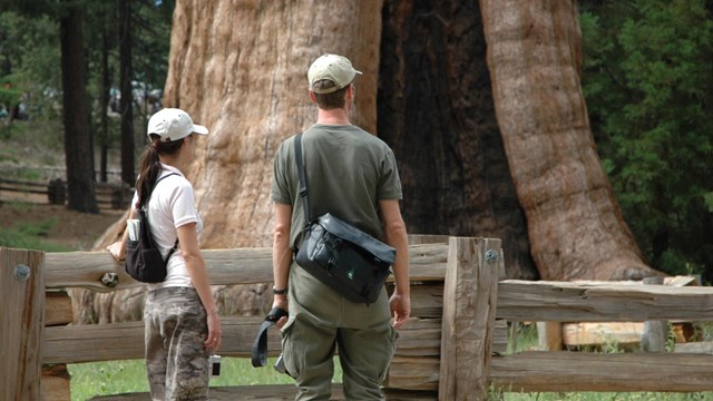 People stand near a sequoia with filming equipment