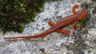 California newt. Photo by Tony Caprio.