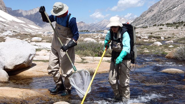 Two park field biologists use electrofishing to remove fish from a park lake outlet.