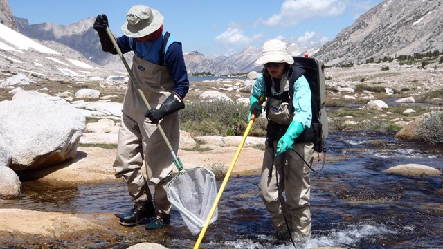Two park field biologists use electrofishing to remove fish from a park lake outlet.