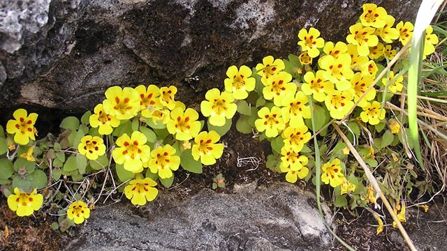 Kaweah monkeyflower (Mimulus norrisii)