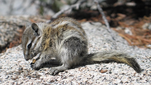 Alpine chipmunk. Photo by: Leslie Chow.