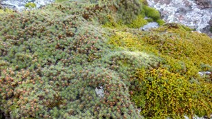 A clump of mosses