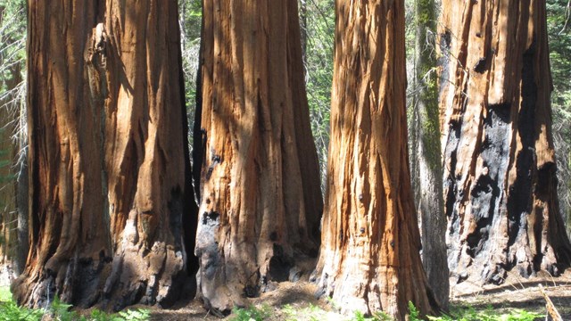 Group of giant sequoias in Giant Forest, Sequoia National Park