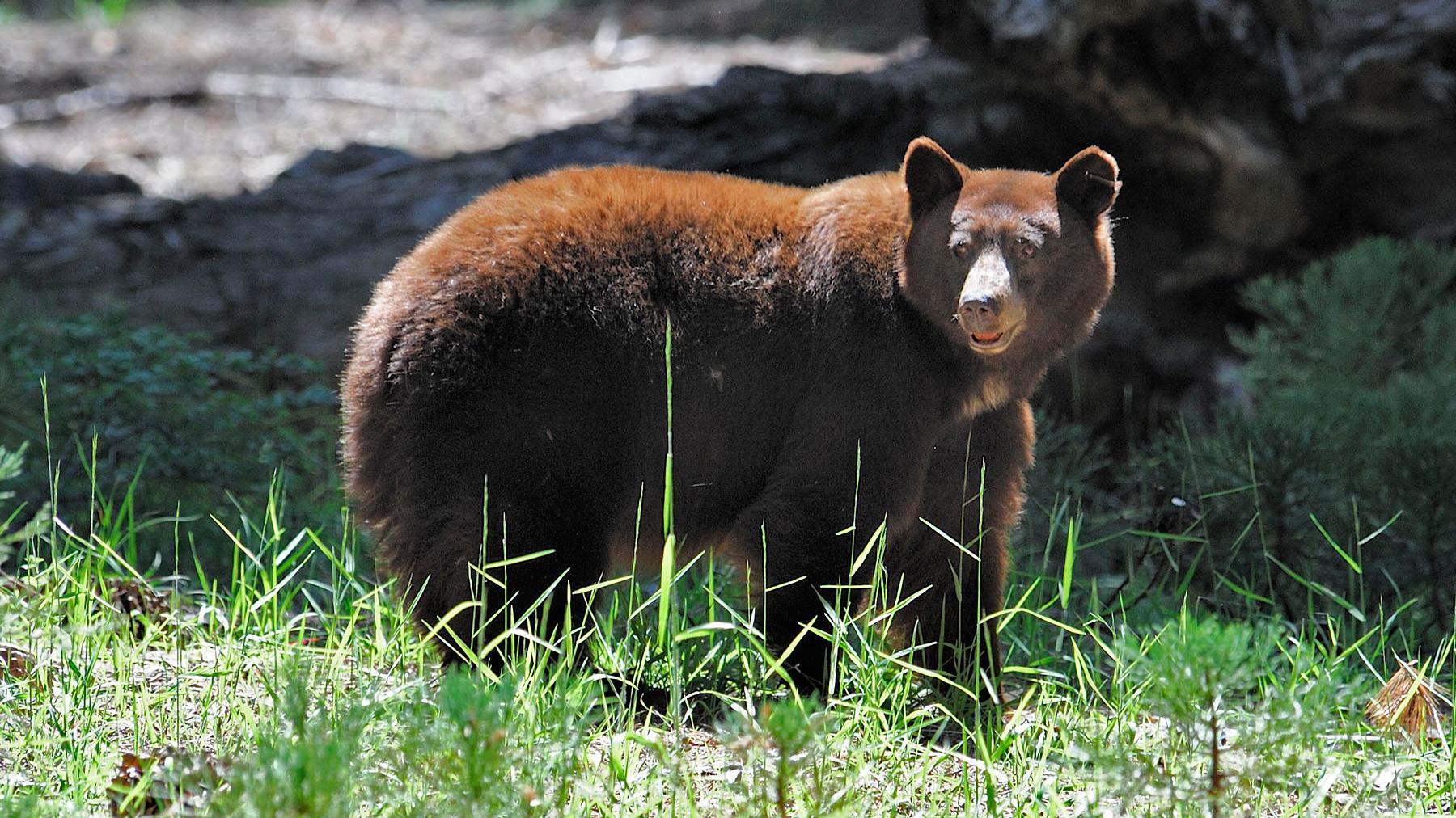 Large brown-colored black bear