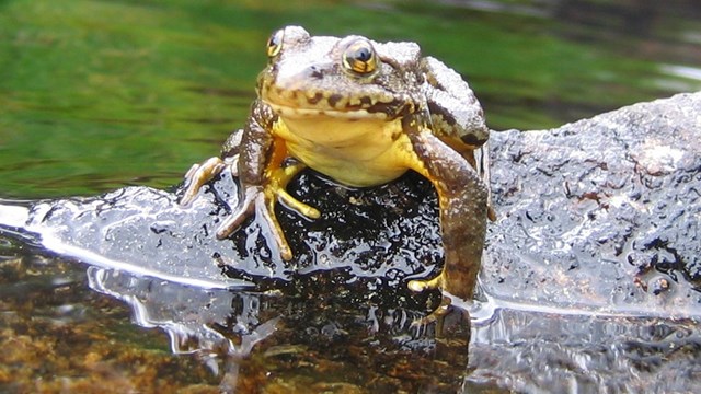 Mountain yellow-legged frog